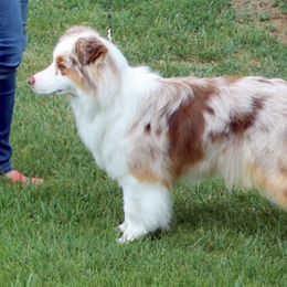 Chloe - Australian Shepherd