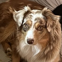 Beth - Miniature Australian Shepherd