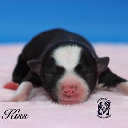 Kiss - Black tri female Miniature Australian Shepherd puppy in Weeki Wachee, Florida from Arlington's Mini Aussies