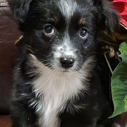 Miniature Australian Shepherds from Piney Hollow Mini Aussies LLC