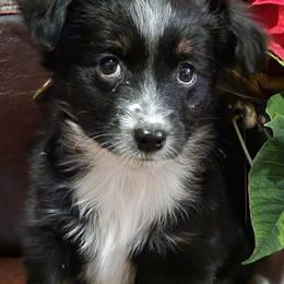 Miniature Australian Shepherds from Piney Hollow Mini Aussies LLC