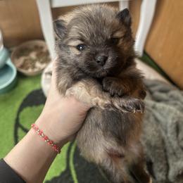 Girl2 - Chocolate merle female Pomeranian puppy in Somerset, Kentucky from Perez Pomeranians
