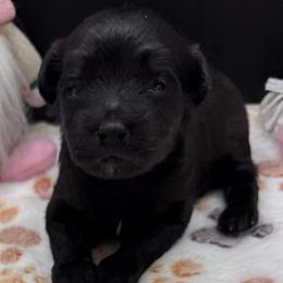 Sparrow - Black male Maltipoo puppy in Colonial Beach, Virginia from BeachRidge Pups