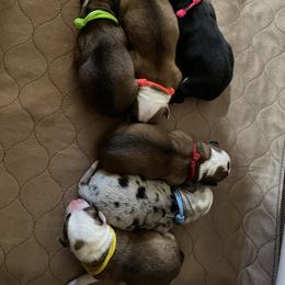 Pembroke Welsh Corgi puppies from The Hoppers Back 40