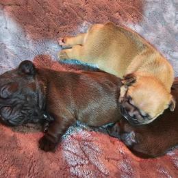 Male Puppy - Fawn male French Bulldog puppy in Worley, Idaho from Templinhaus Rottweilers & DreamHaus French Bulldogs