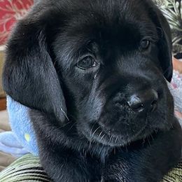 Labrador Retriever Puppies from Red Barn Farm Labradors - Made in Vermont