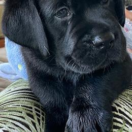 Labrador Retriever Puppies from Red Barn Farm Labradors - Made in Vermont