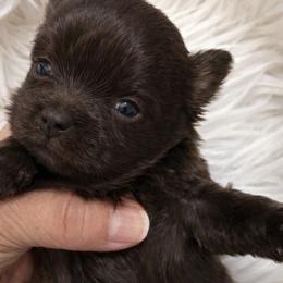 Patches - Chocolate male Shih Tzu puppy in Tallahassee, Florida from Bows and Bow Ties
