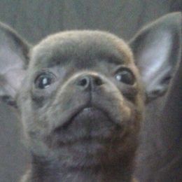 Chihuahuas from Soffe Arcobaleno