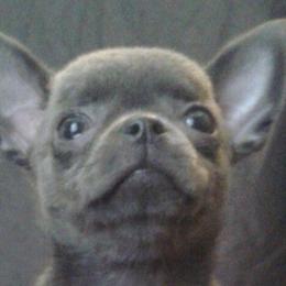 Chihuahuas from Soffe Arcobaleno
