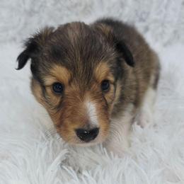Rowan - Sable and white male Shetland Sheepdog puppy in Central City, Kentucky from Hope's Heart Shelties