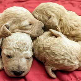 Goldendoodle Puppies from Moore Doodles