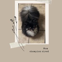 Hayami - Pomeranian