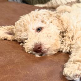 Cavapoos, Cockapoos, and Dachshunds from Little Valley Puppies