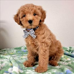 Rudy - Apricot male Goldendoodle puppy in Temecula, California from Oodles O'Doodles