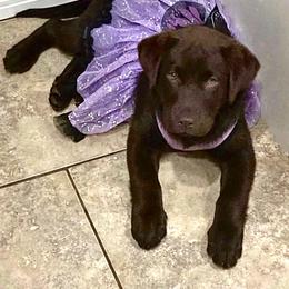 Labrador Retriever Puppies from Rustic Ridge Labradors
