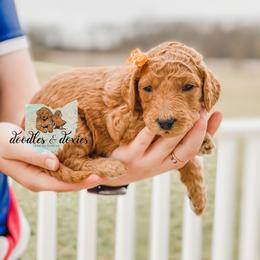 Dachshund, Goldendoodle, and Sheepadoodle Puppies from Doodles & Doxies