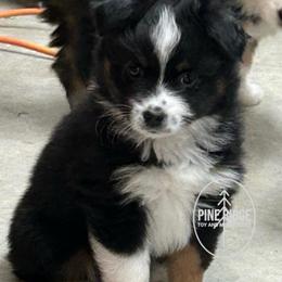 Happy Camper - Black tri male Toy Australian Shepherd puppy in Bristow, Iowa from Pine Ridge Toy and Mini Aussies
