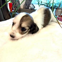 Girl, 4 - Cream female Dachshund puppy in Spokane, Washington from Dearhaven Doxie
