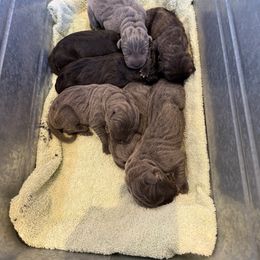 Boy1 - Black male Cane Corso puppy in Granbury, Texas from Revolutions Kennel