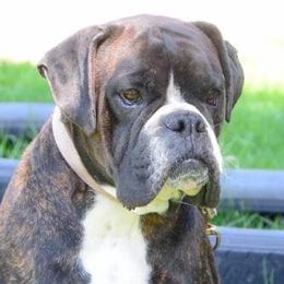 Boxers from Bedwell’s Babies