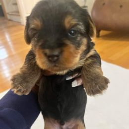 Boy 1 - Yorkshire Terrier puppy in Virginia Beach, Virginia from Andre's Yorkshire Terriers