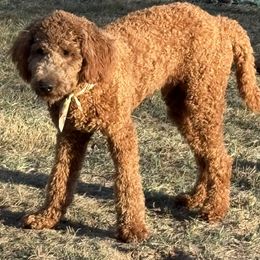Charlie - Red  male Goldendoodle puppy in Indiana, Pennsylvania from Kathy's Doodles