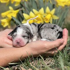 Skye - Blue merle female Bordoodle puppy in Conway, Missouri from 2J 2K Bordoodles