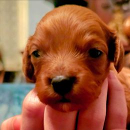 Girl 4 - Ruby female Cavalier King Charles Spaniel puppy in Watsontown, Pennsylvania from Huntsman Cavaliers