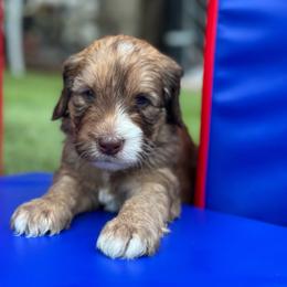 Breitling - Tri-color male Australian Labradoodle puppy in Alamo, Texas from QuiSal Labradoodles