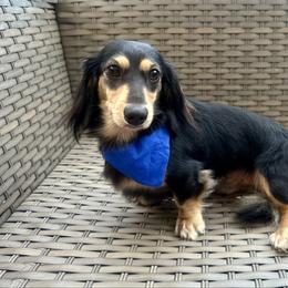 Oatis - Black and cream male Dachshund puppy in Biloxi, Mississippi from Southern Doxies Ms