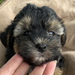 Gentry - Black & tan male Maltipoo puppy in Lebanon, Kentucky from Mosaic Merle Doodles