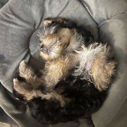Yorkshire Terrier Puppies from Little Yorkes of Boston