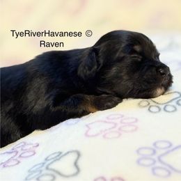 Raven - Black and tan female Havanese puppy in Lovingston, Virginia from Tye River Havanese