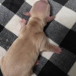Fin - Cream male Dachshund puppy in Port Charlotte, Florida from Belinda's little darlings dachshunds