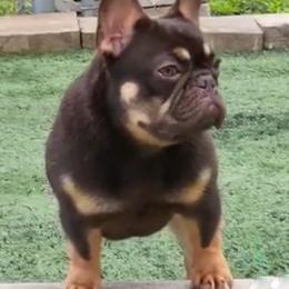 KitKat - Liver female French Bulldog puppy in Gulf Breeze, Florida from SW Frenchies