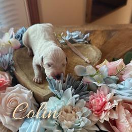 Colin - White and black male Dalmatian puppy in Mount Vernon, Missouri from Spots & Spirals