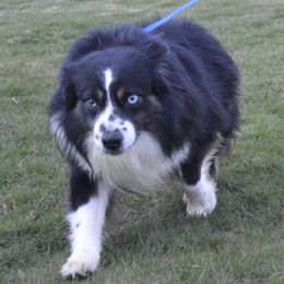 Roper - Miniature American Shepherd