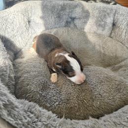Rumi - Sable and white female Shetland Sheepdog puppy in Mi   Clarkston, Michigan from Heslip Family Puppies