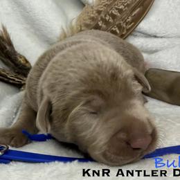 Bullet - Chocolate male Labrador Retriever puppy in Grants Pass, Oregon from KnR Antler Dogs