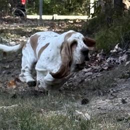 Gus gus - Basset Hound