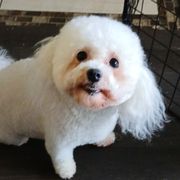 Mesilla Valley Gemma - White female Bolognese puppy in San Antonio, Texas from My Regal Bolognese