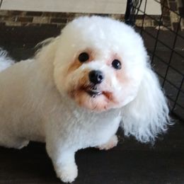 Mesilla Valley Gemma - White female Bolognese puppy in San Antonio, Texas from My Regal Bolognese