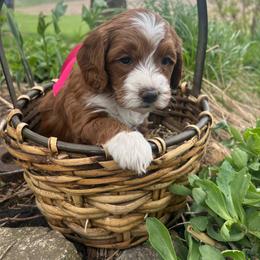 Pink Girl - Red  female Goldendoodle puppy in Denison, Iowa from Violet View Iowa Goldendoodles