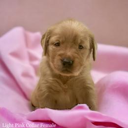 Golden Retriever Puppies from Studley Hill Goldens, LLC.