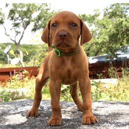 Vizsla Puppies from Mariposa Vizslas