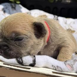 French Bulldogs from Sassy Belle's Frenchies
