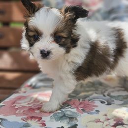 Starla boy 2 - Red white and sable male Papillon puppy in Fulton, Missouri from Papillon Love
