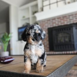 Astro - Blue merle male Bernedoodle puppy in Caldwell, Idaho from Boise Doodle Co.