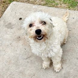 Lulu - Maltipoo